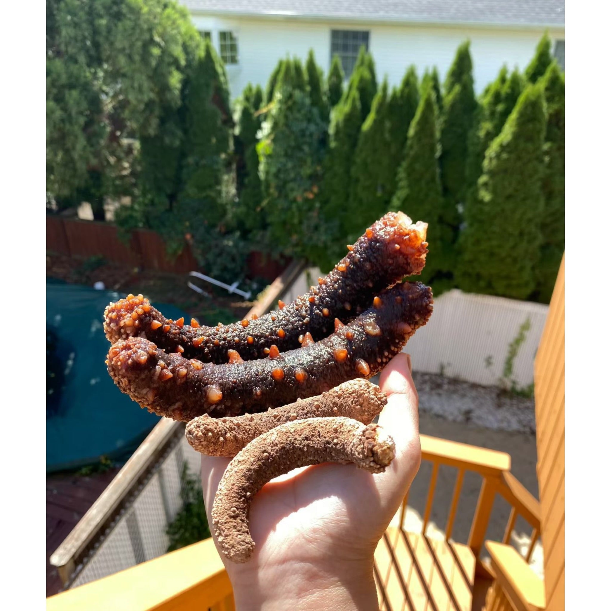 1LB  Size XL Red sea cucumber sun dried from Alaska 阿拉斯加大红参 15pc per LB