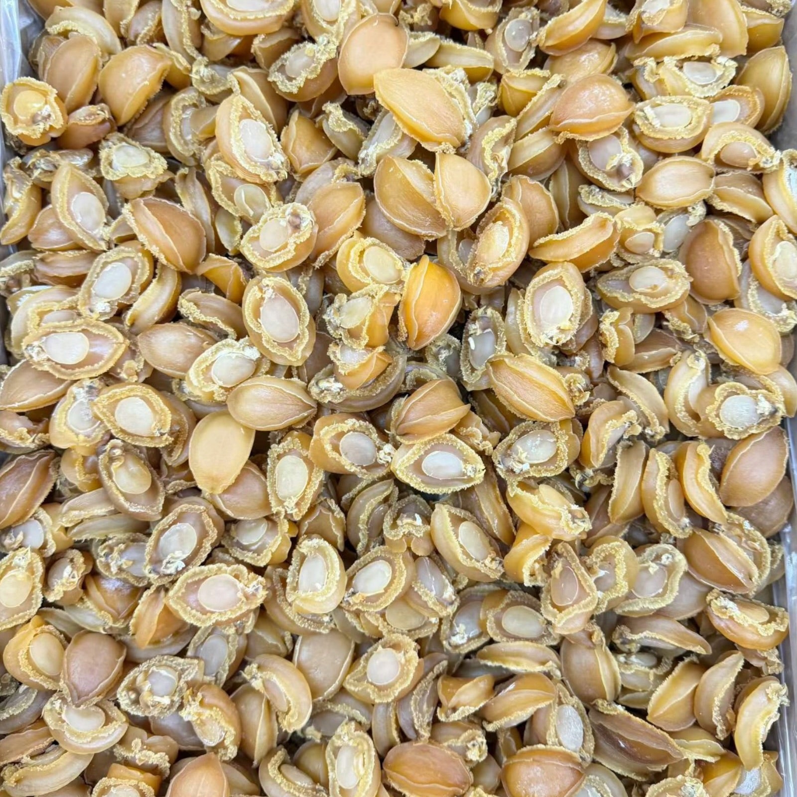 Premium Dried Abalone 80 头 野生南美小干鲍鱼 8oz - 16 oz