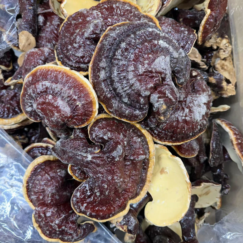 Japan Red Reishi whole Mushroom (1 Lb)