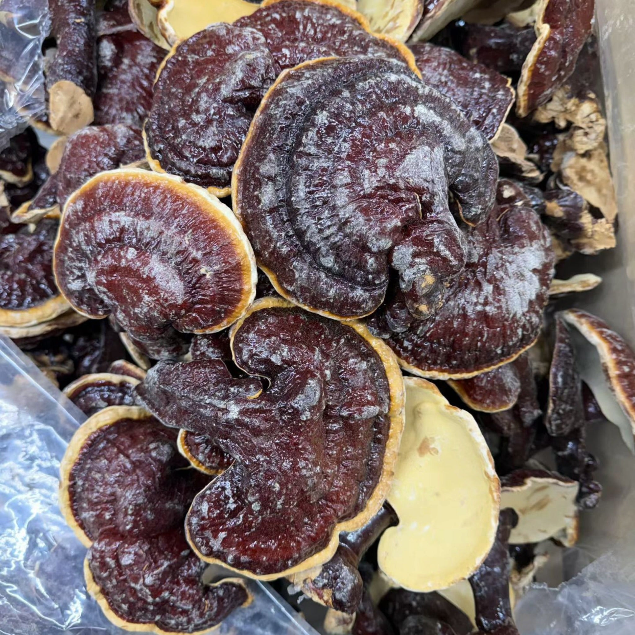 Japan Red Reishi whole Mushroom (1 Lb)