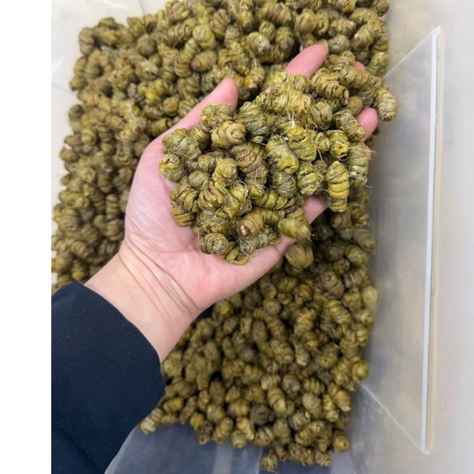 高級霍山石斛 Size Medium Premium Dried Dendrobium – Traditional Chinese Herb霍山石斛/Shihu石斛