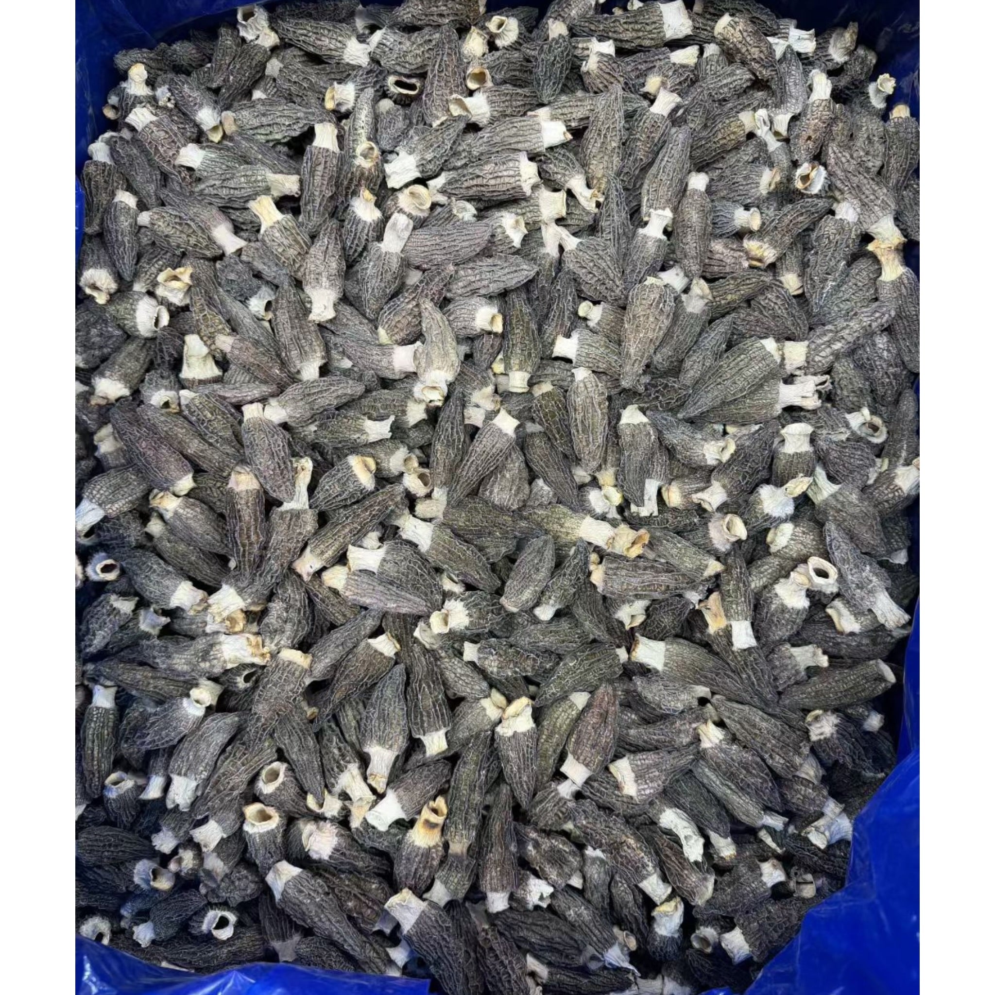 Medium WILD Morel Mushrooms, Whole (Dried) - 8oz- 16 oz USA