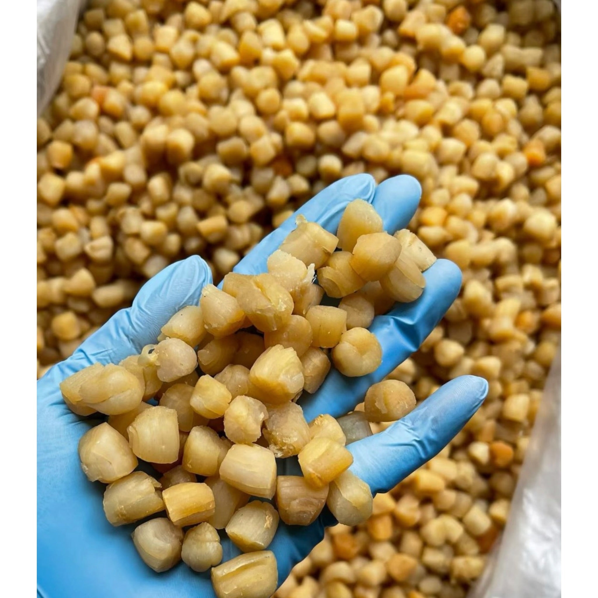 High Quality Dried Scallop 元贝 瑶柱