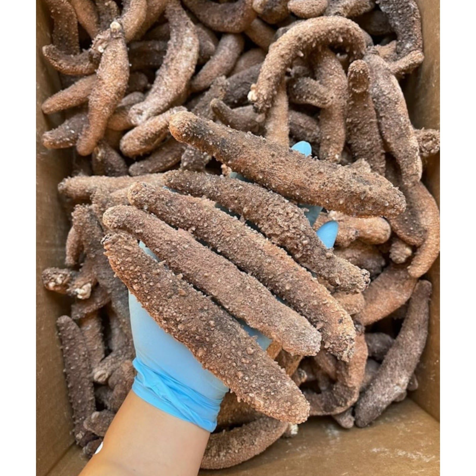 1LB  Size XL Red sea cucumber sun dried from Alaska 阿拉斯加大红参 15pc per LB