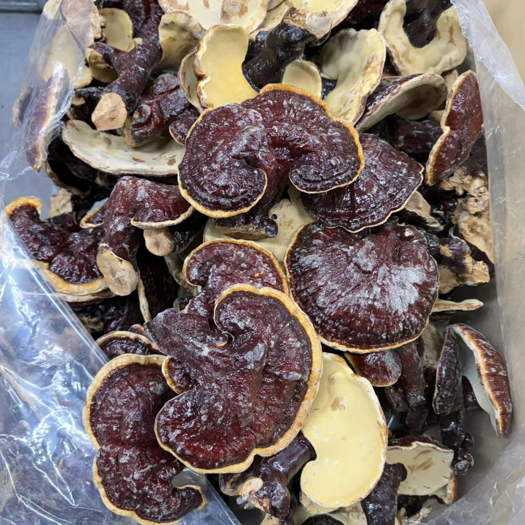 Japan Red Reishi whole Mushroom (1 Lb)