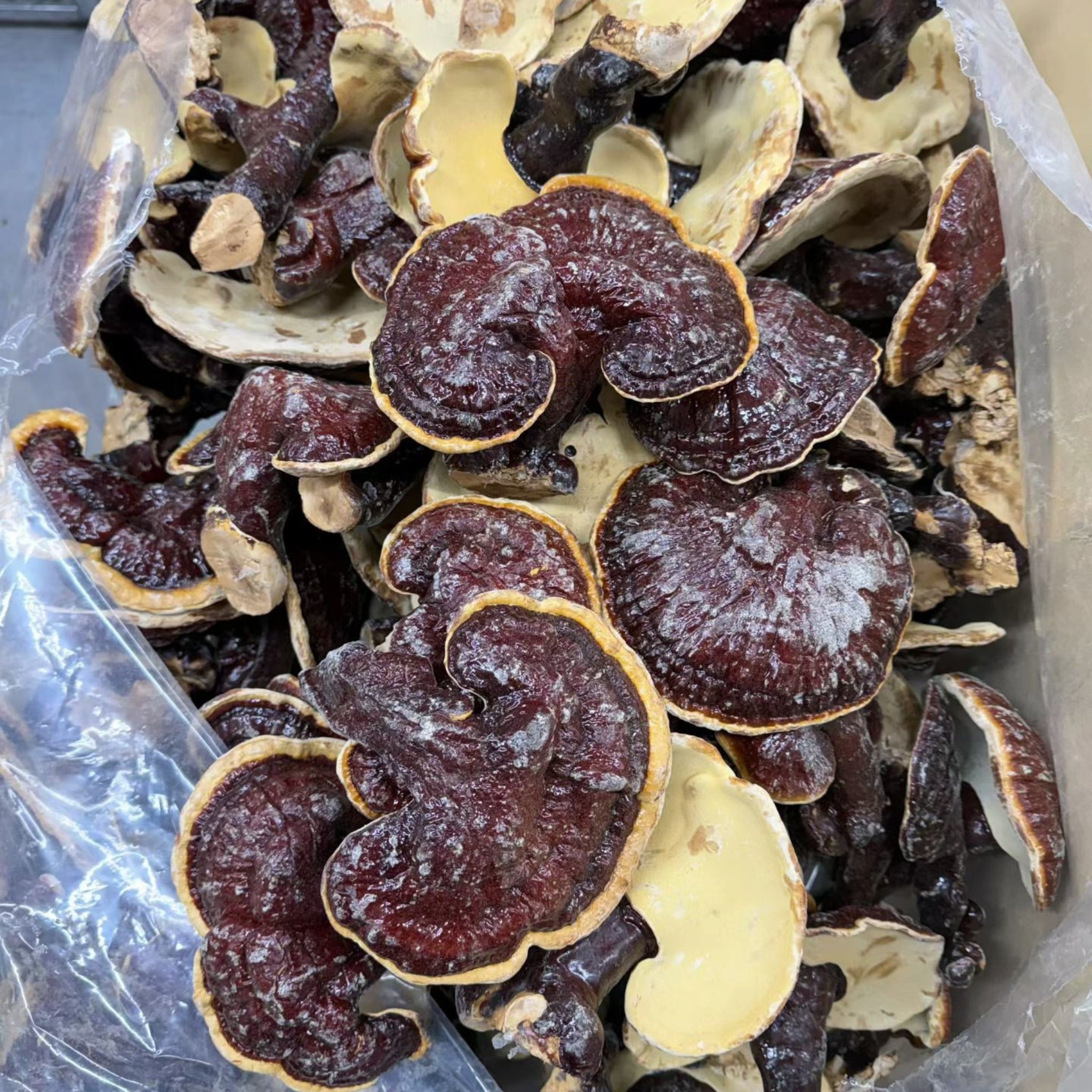 Japan Red Reishi whole Mushroom (1 Lb)