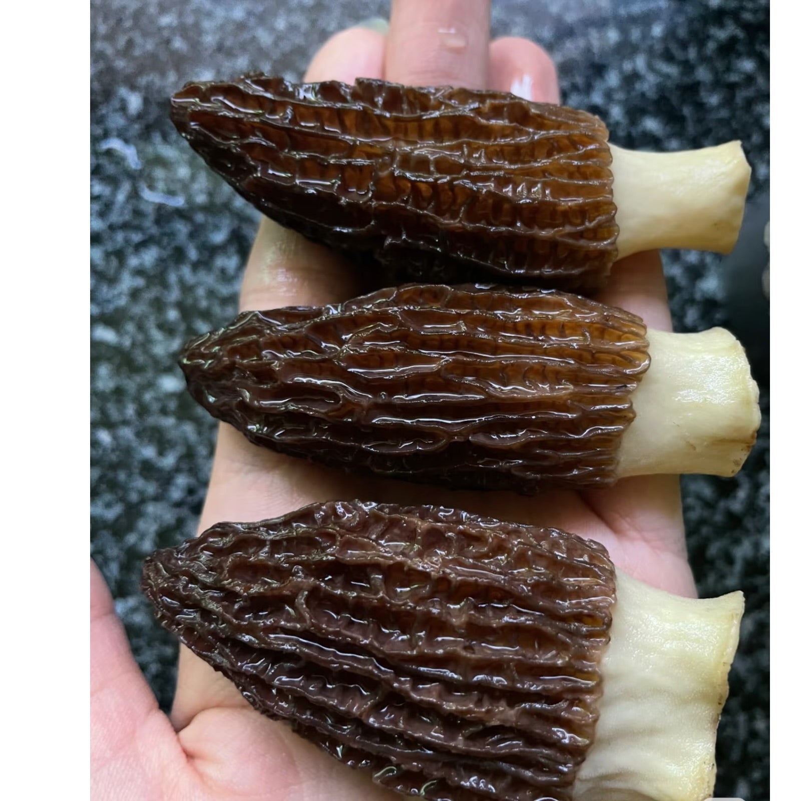JUMBO WILD Morel Mushrooms, Whole (Dried) - Full 1 Pound