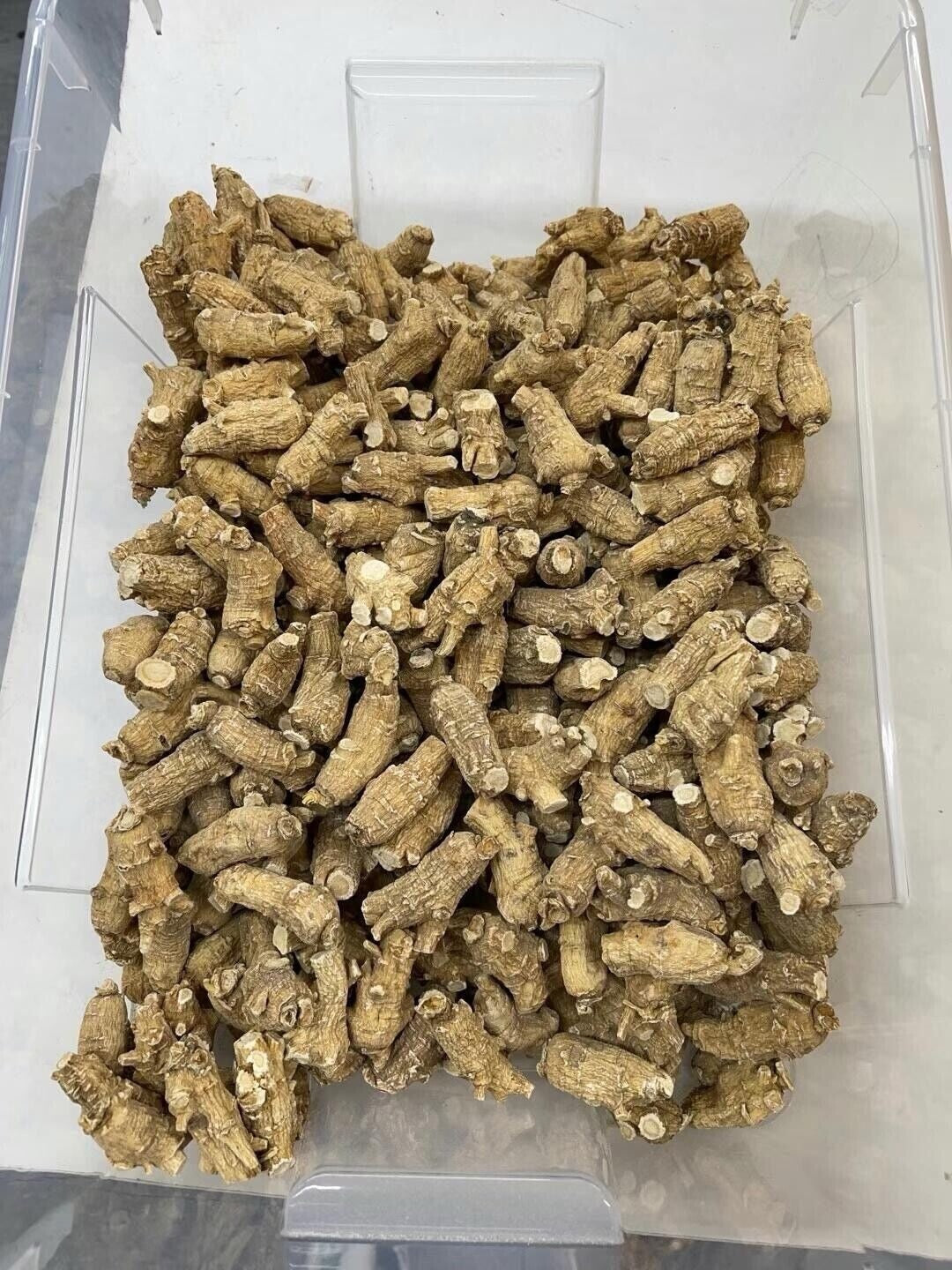 Half Wild American Wisconsin 7 years Ginseng 正宗美国威州半野生花旗參圆泡参
