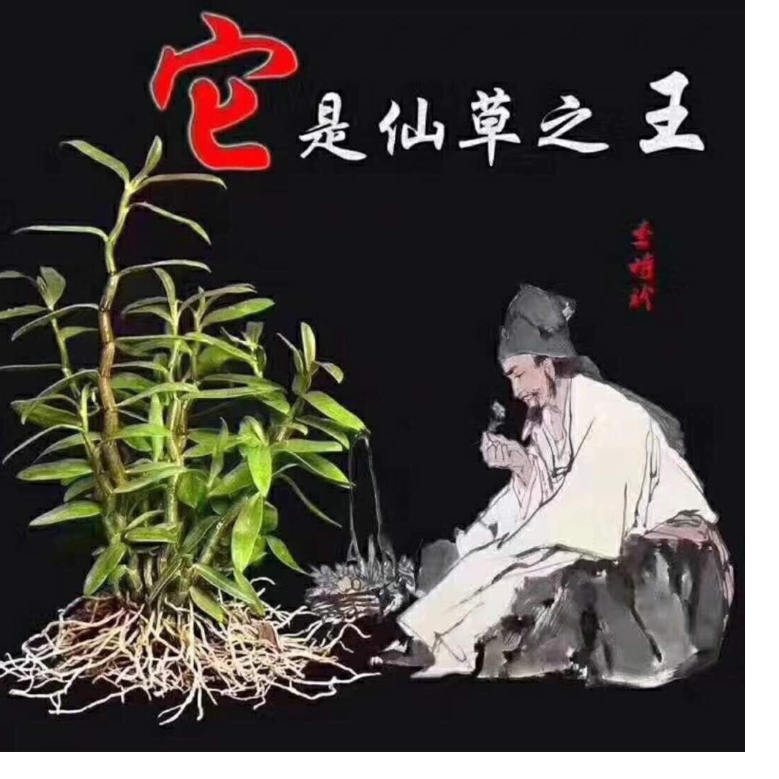 高級霍山石斛 Size Medium Premium Dried Dendrobium – Traditional Chinese Herb霍山石斛/Shihu石斛