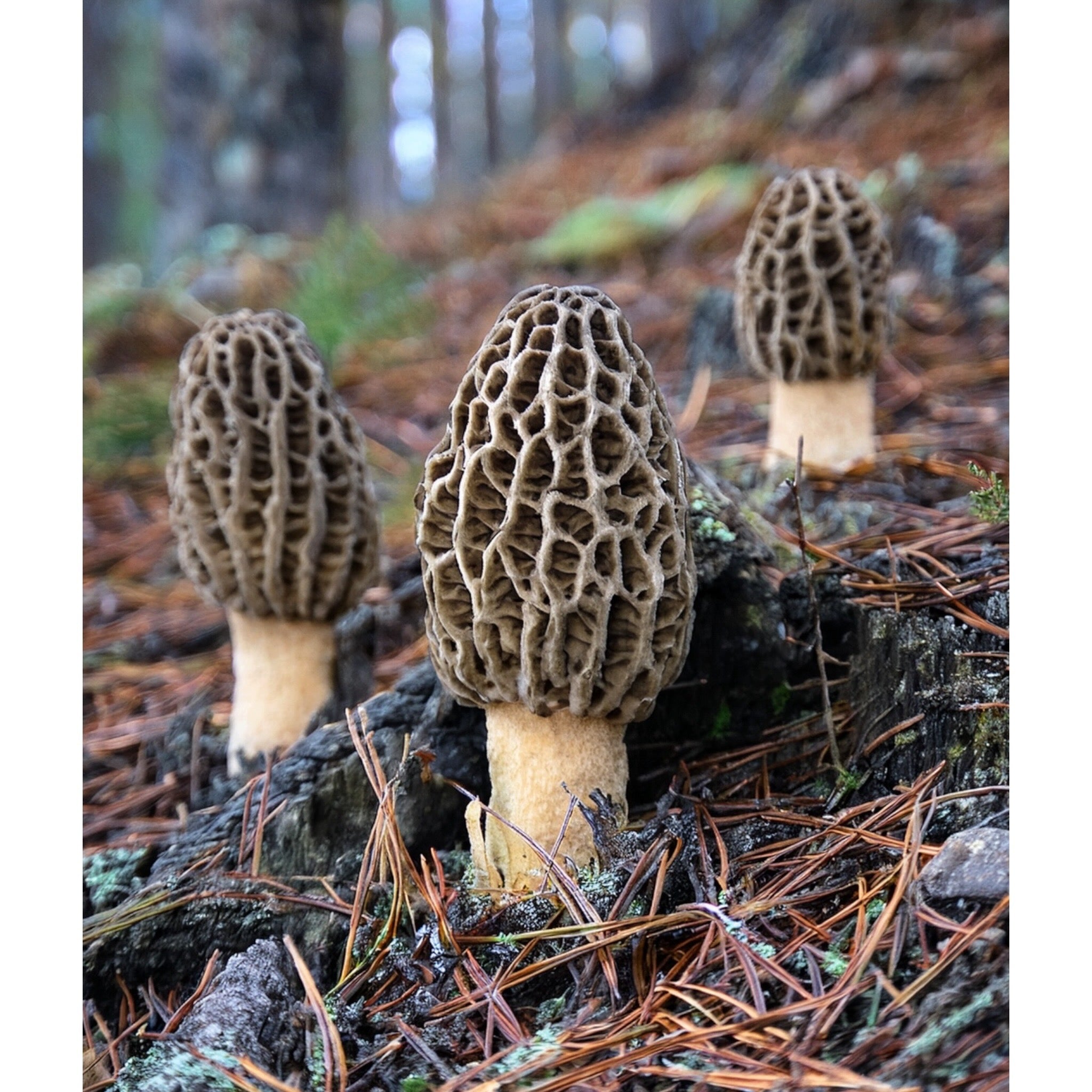Medium WILD Morel Mushrooms, Whole (Dried) - 8oz- 16 oz USA