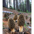 JUMBO WILD Morel Mushrooms, Whole (Dried) - Full 1 Pound