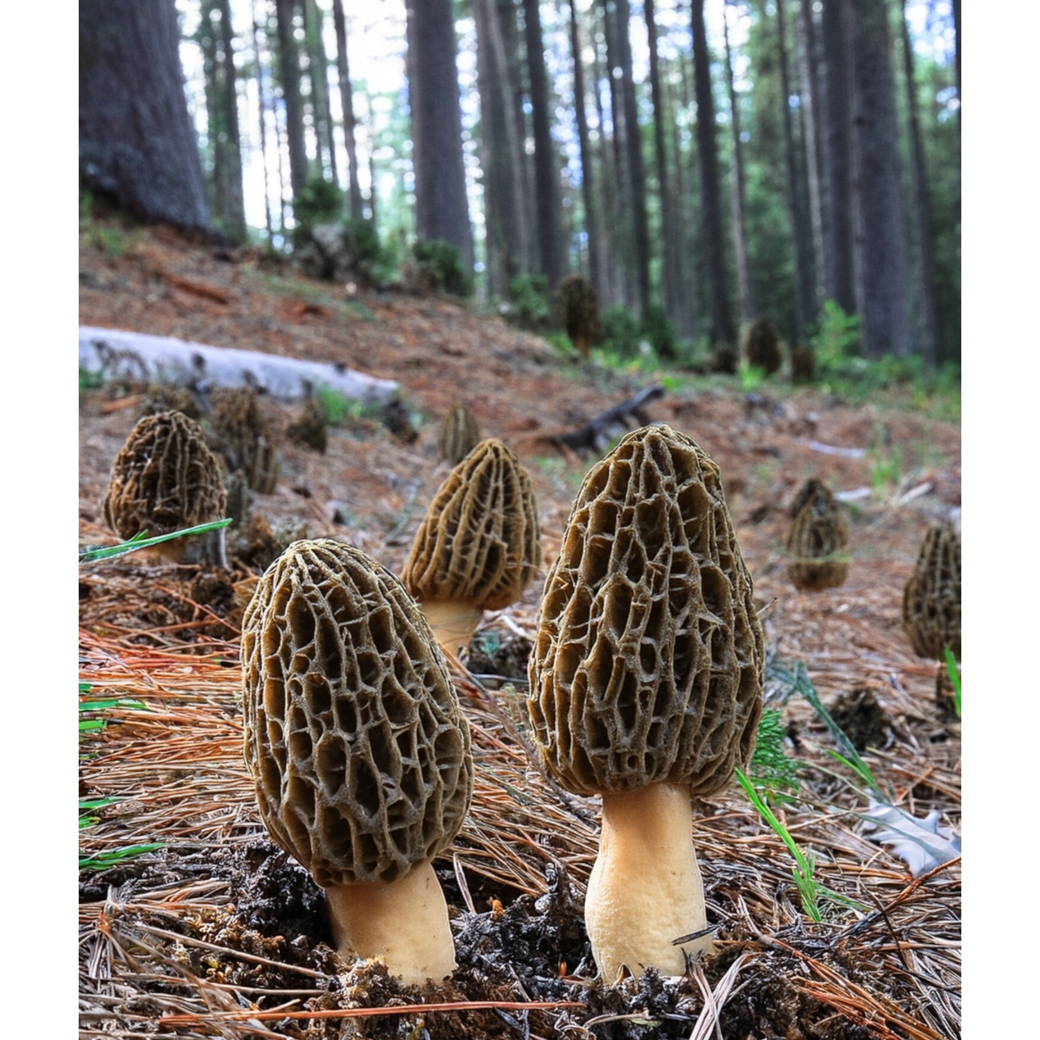 JUMBO WILD Morel Mushrooms, Whole (Dried) - Full 1 Pound