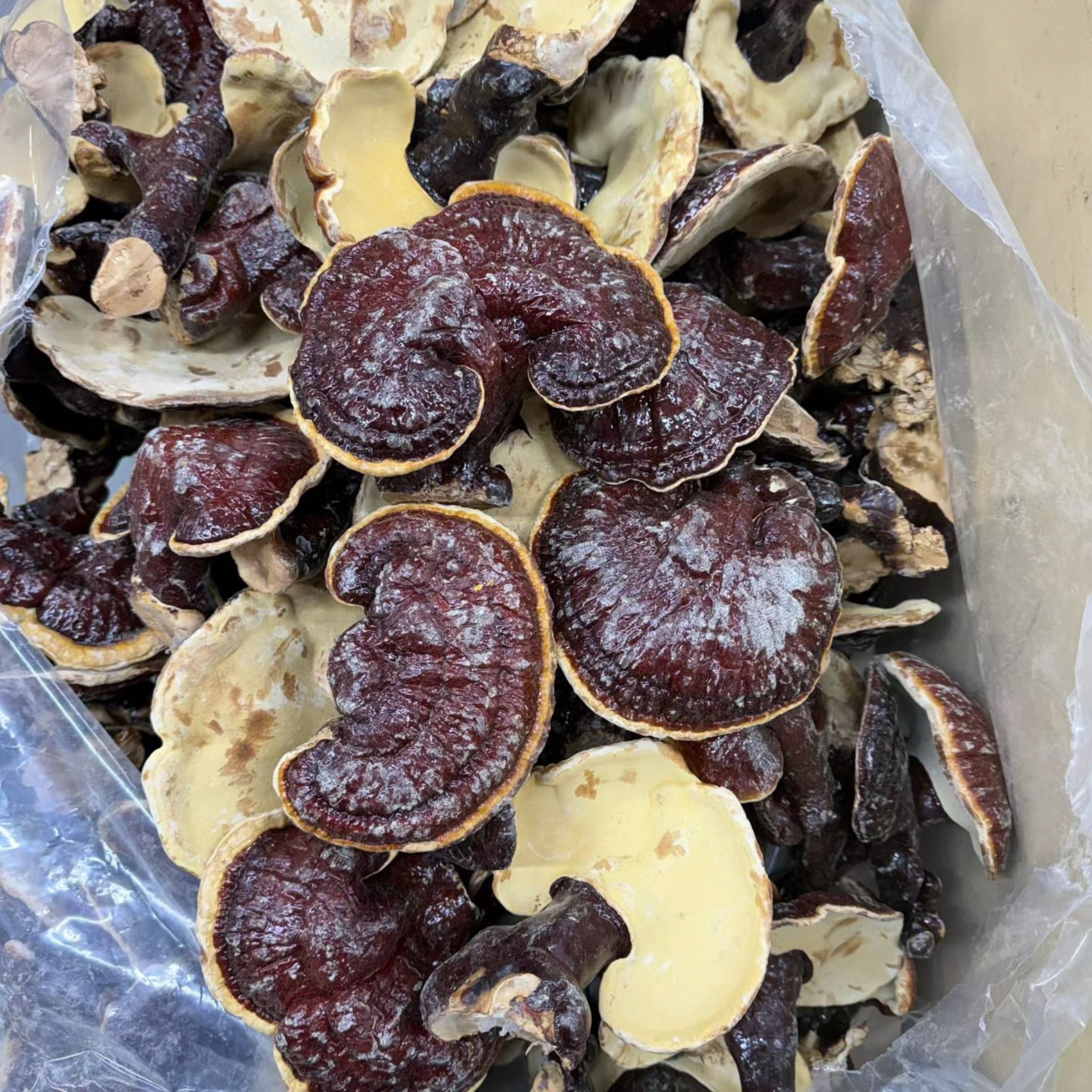 Japan Red Reishi whole Mushroom (1 Lb)