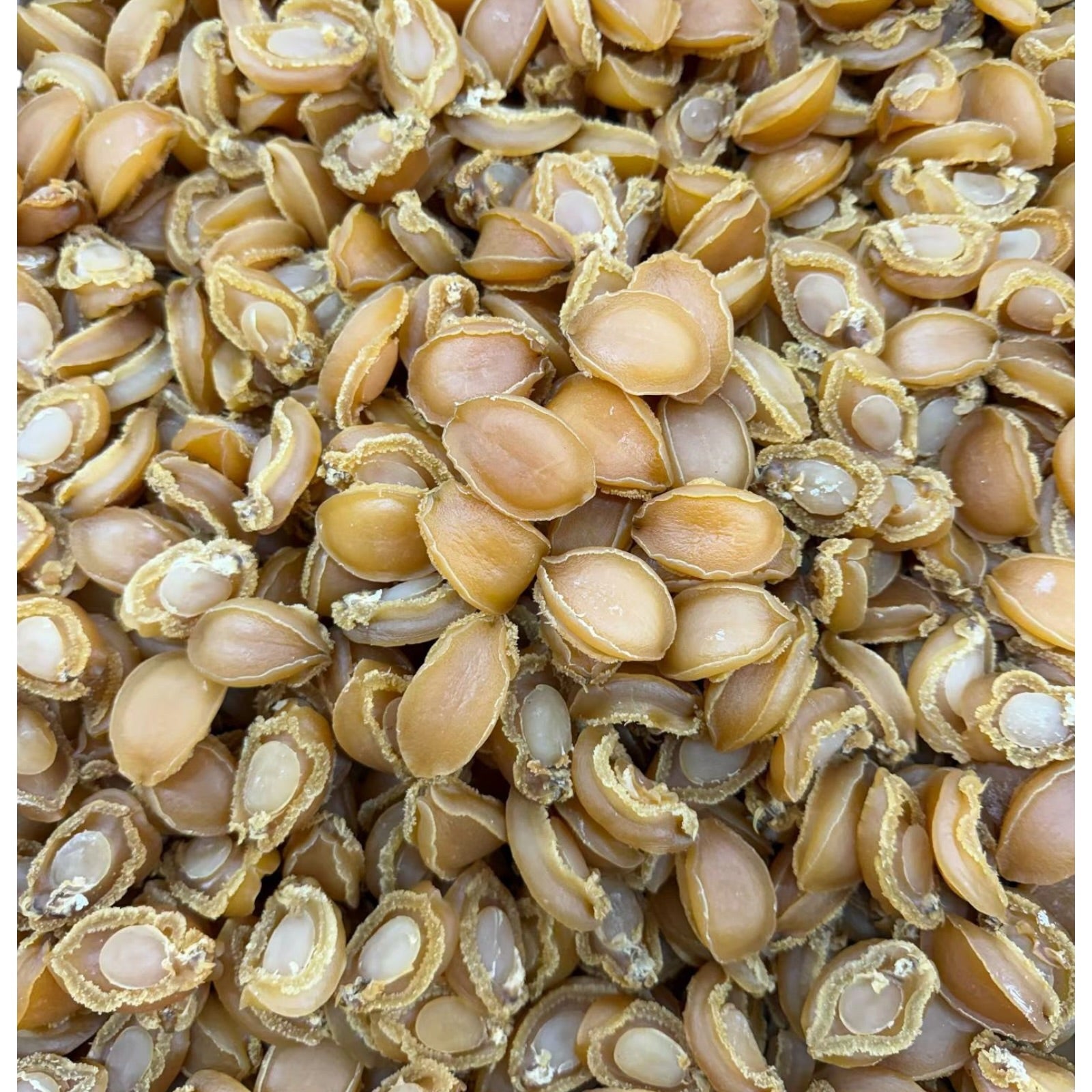 Premium Dried Abalone 80 头 野生南美小干鲍鱼 8oz - 16 oz