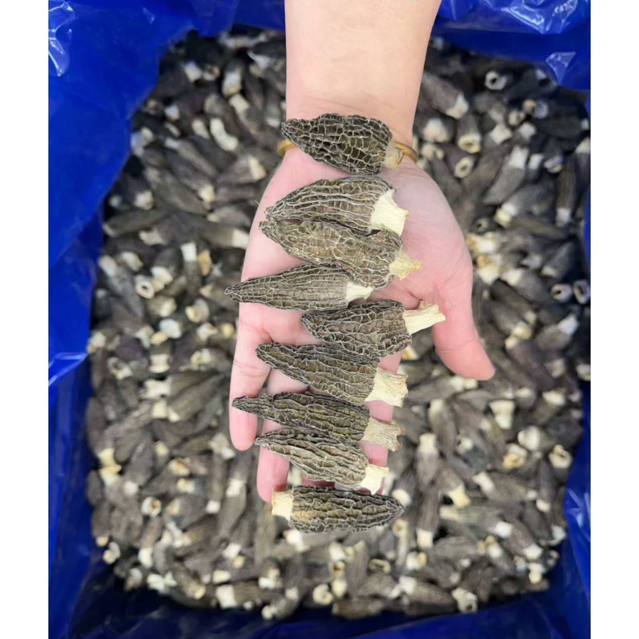 Medium WILD Morel Mushrooms, Whole (Dried) - 8oz- 16 oz USA