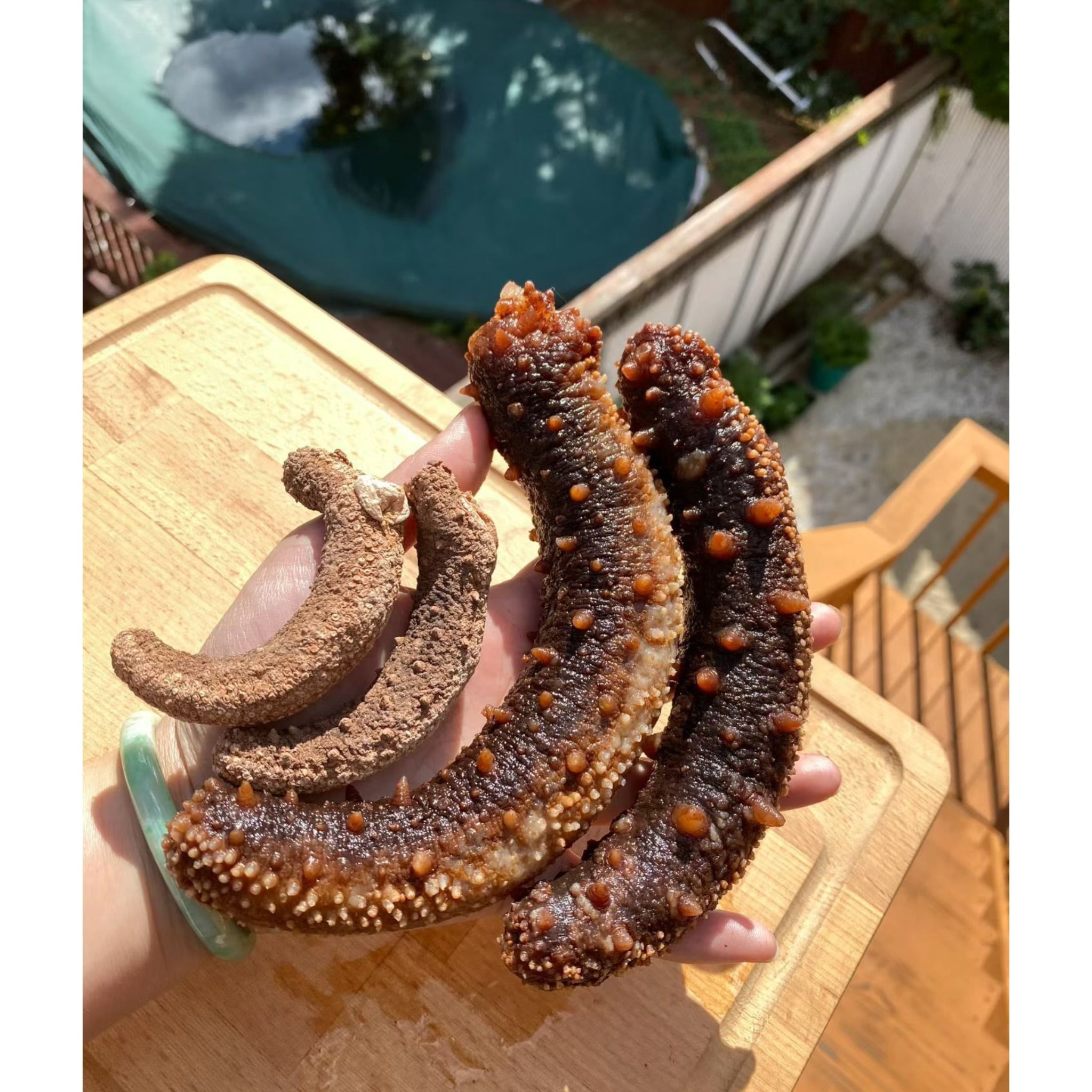 1LB  Size XL Red sea cucumber sun dried from Alaska 阿拉斯加大红参 15pc per LB